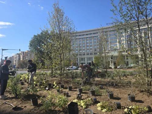 FOTO | PMB anunță "Marea de Verde" din intersecția de la Marriott, cu multe valuri de carpeni, arbuști și flori nemuritoare. Adică se amenajează spațiul verde pe 13 Septembrie