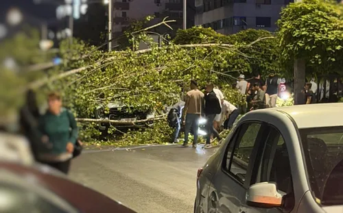 VIDEO | PS6, despre copacul căzut pe Iuliu Maniu, care a zdrobit 4 mașini și un scuter. “Regretăm pagubele, nu era uscat, suntem la zi cu tăierile pentru care avem avize”
