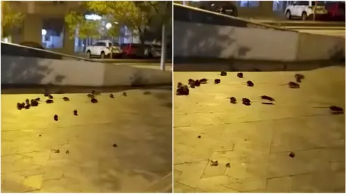 PMB ne explică de ce sunt legiuni de șobolani în centrul Bucureștiului, la Piața Sfânta Vineri. Cetățeni care hrănesc porumbeii sunt de vină, autoritățile și-au făcut treaba