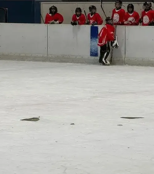 Incident grav la Sofia   FOTO.  Sticlă armată  prăbușită din tavan  în timpul unui meci de hochei pentru copii: „Își riscă viața”