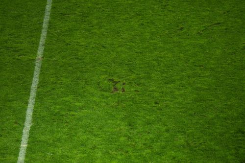 Gazonul din Giulești la Rapid - Corvinul FOTO GOLAZO (2).jpg