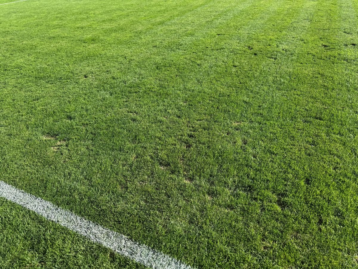 Gazonul de pe Ilie Oană înainte de Petrolul - Hermannstadt (4).jpg
