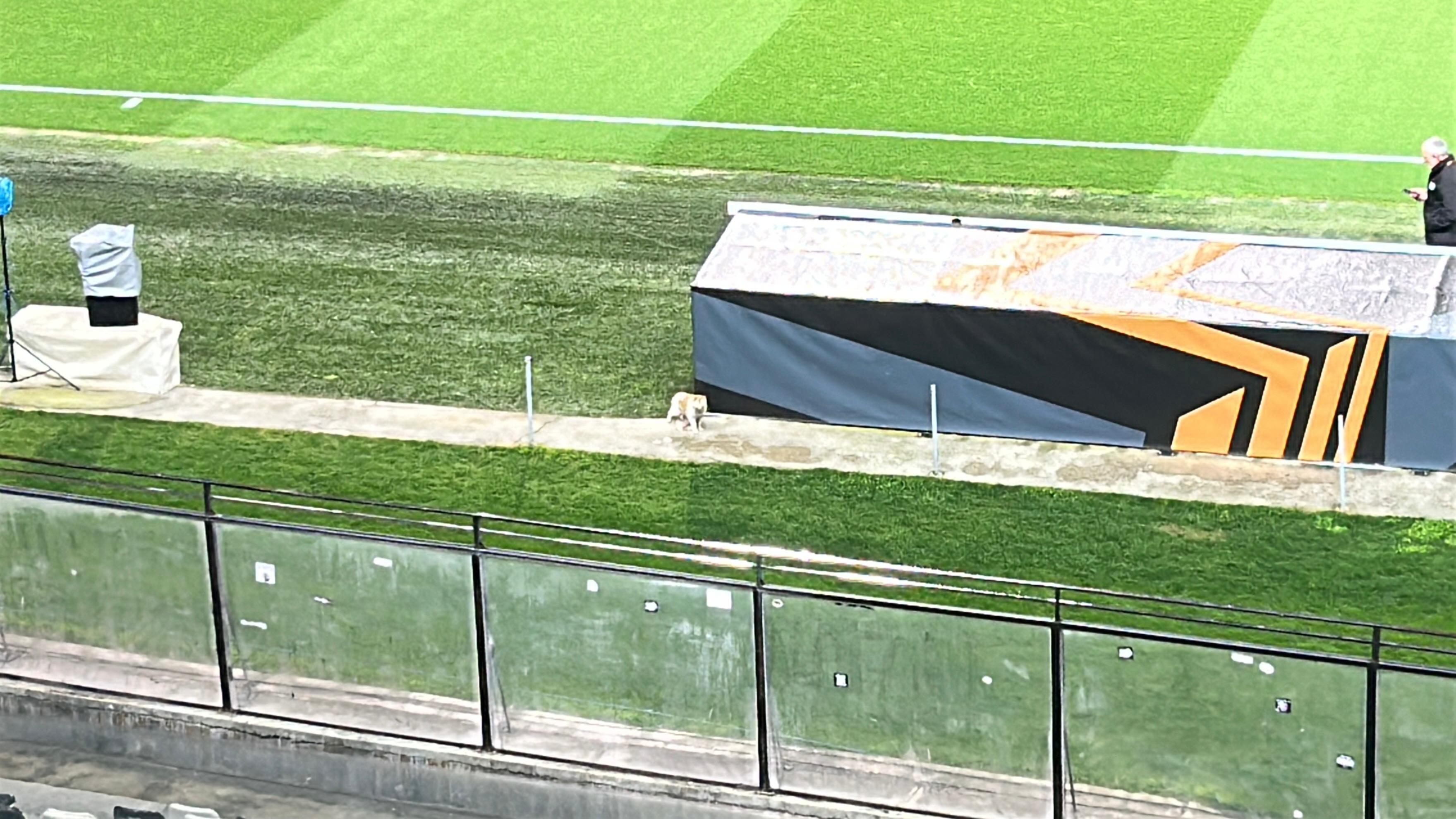 PAOK - FCSB: înainte de meci