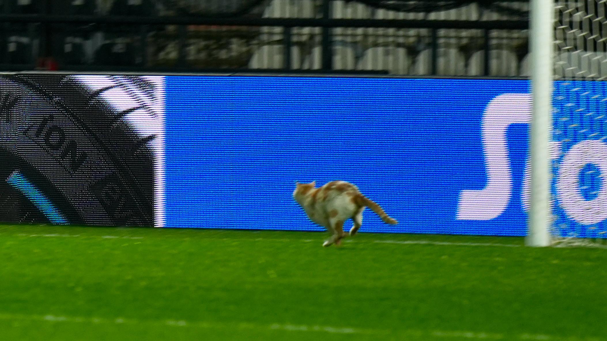 PAOK - FCSB: înainte de meci