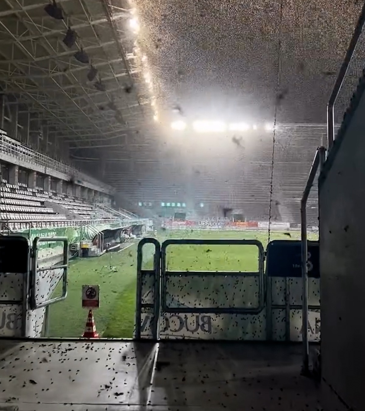 Explicația invaziei de insecte  Coșmarul de la Voluntari se poate repeta și pe Giulești , la semifinala Olanda U19 - România U19: „Nu există soluții”