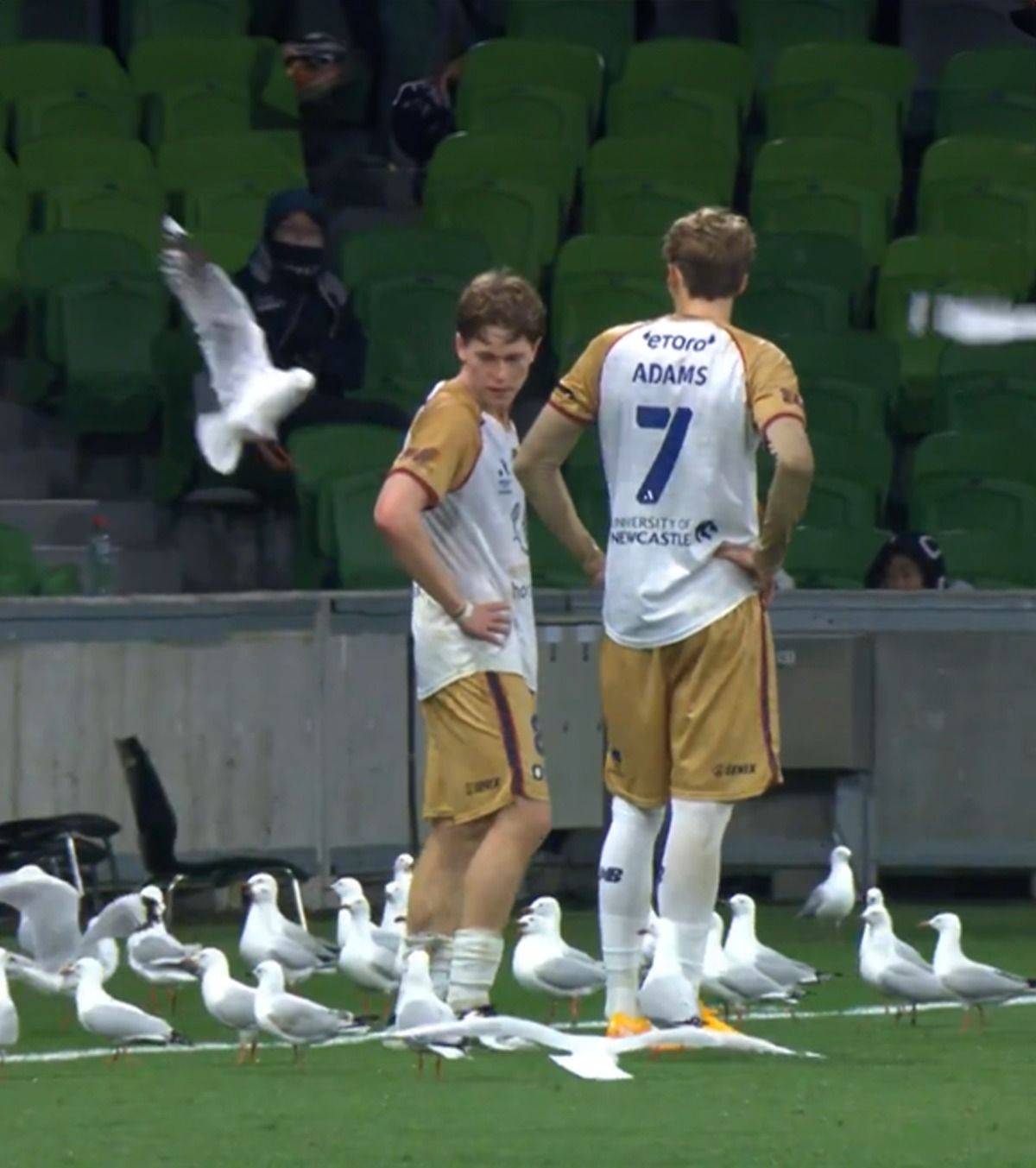 Invazia pescărușilor  VIDEO. Meci întrerupt, după ce păsările au aterizat pe gazon: „Se pare că Hitchcock s-a inspirat de aici”